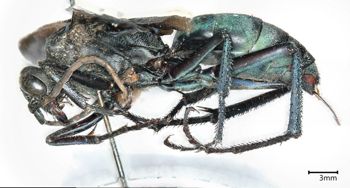 Media type: image;   Entomology 26698 Aspect: habitus lateral view